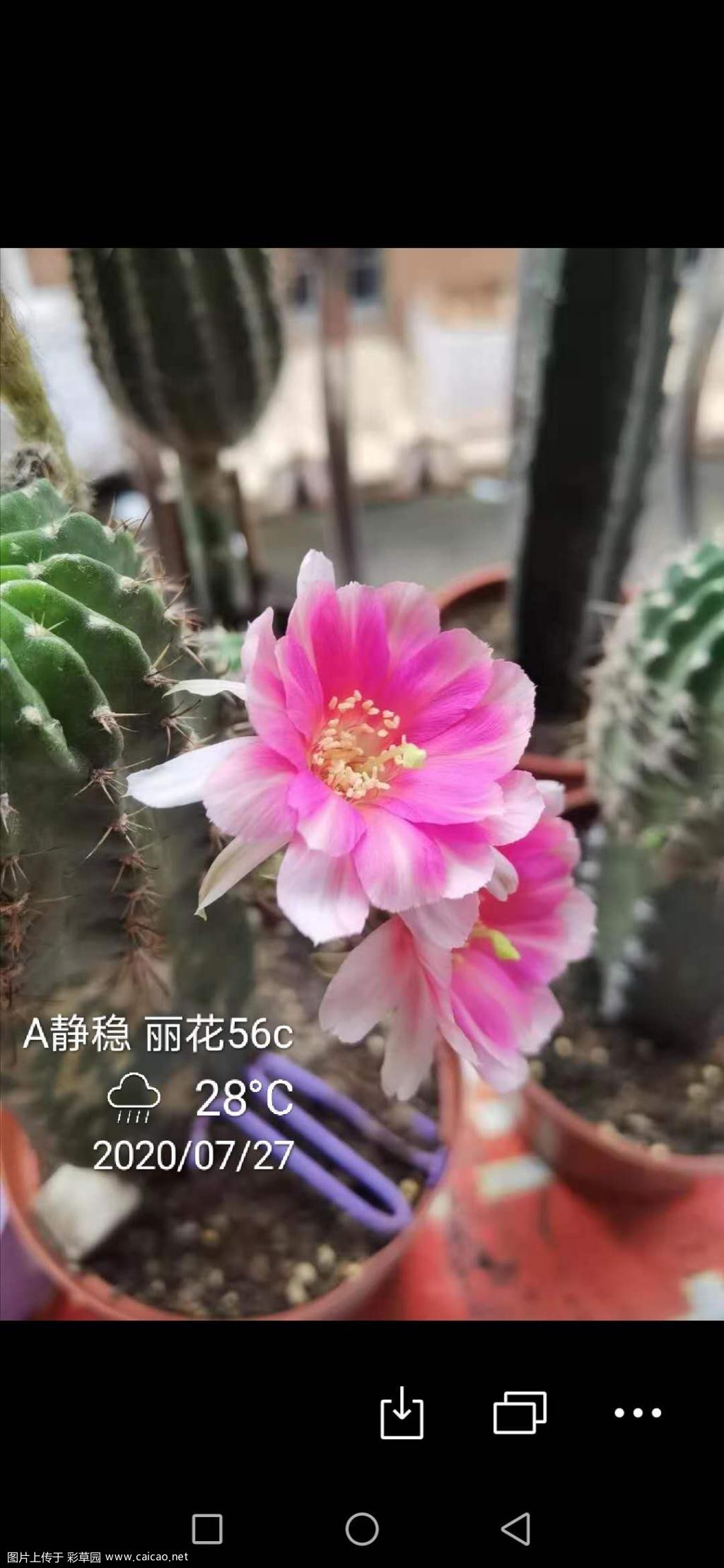 丽花56c