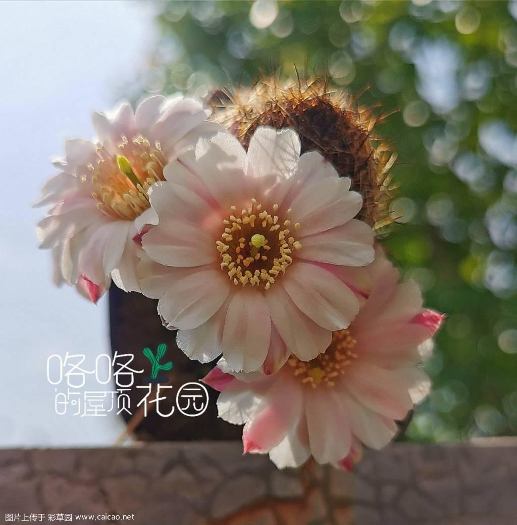 rebutia leucanthema 