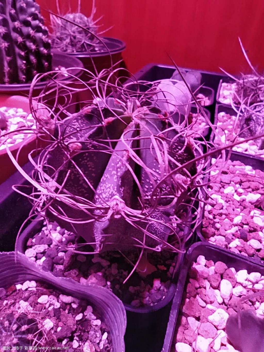 今年的长势王