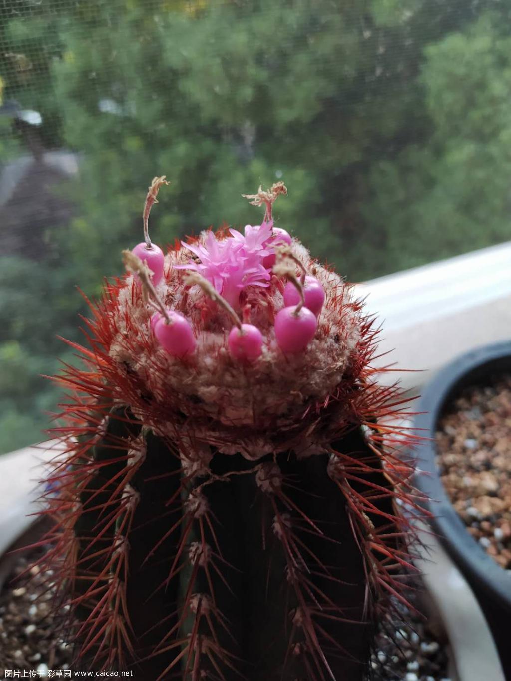 这小花太萌了吧。。。