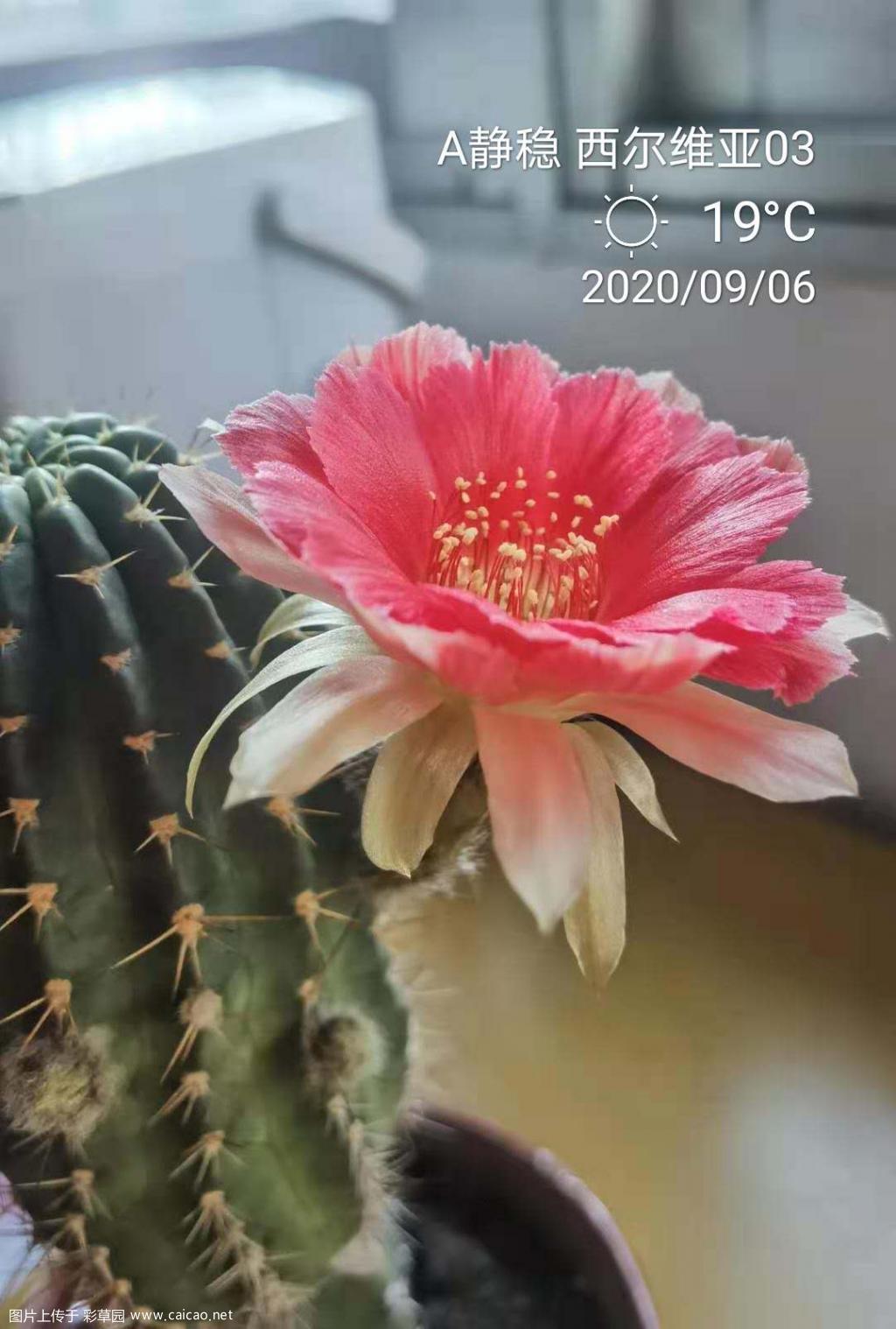 丽花西尔维亚03首花
