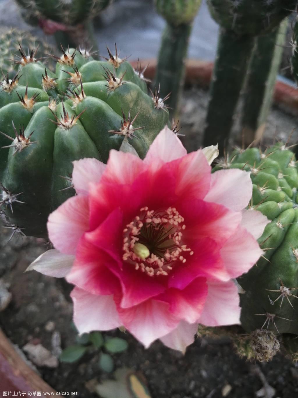 56c开花