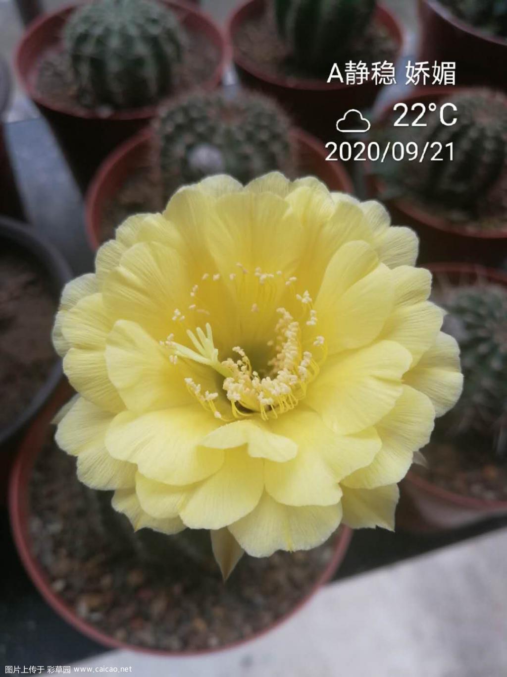 2020年秋花
