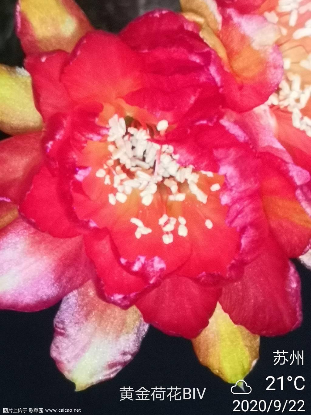 并蒂黄金荷花BIV