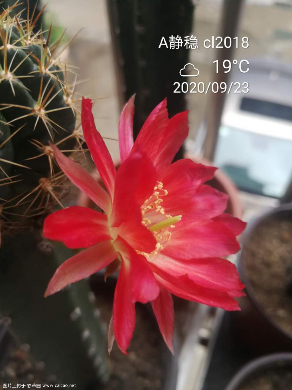 来波丽花