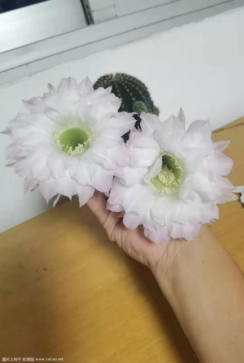 杂交白草