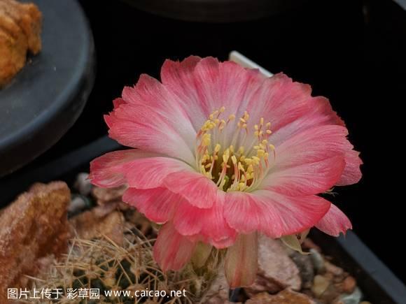 丽花 红羽pink too