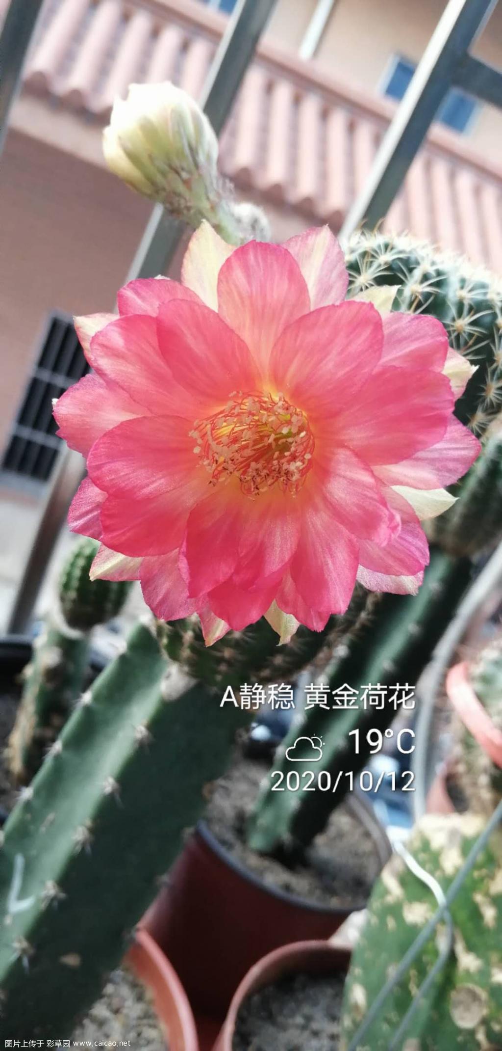 金荷花