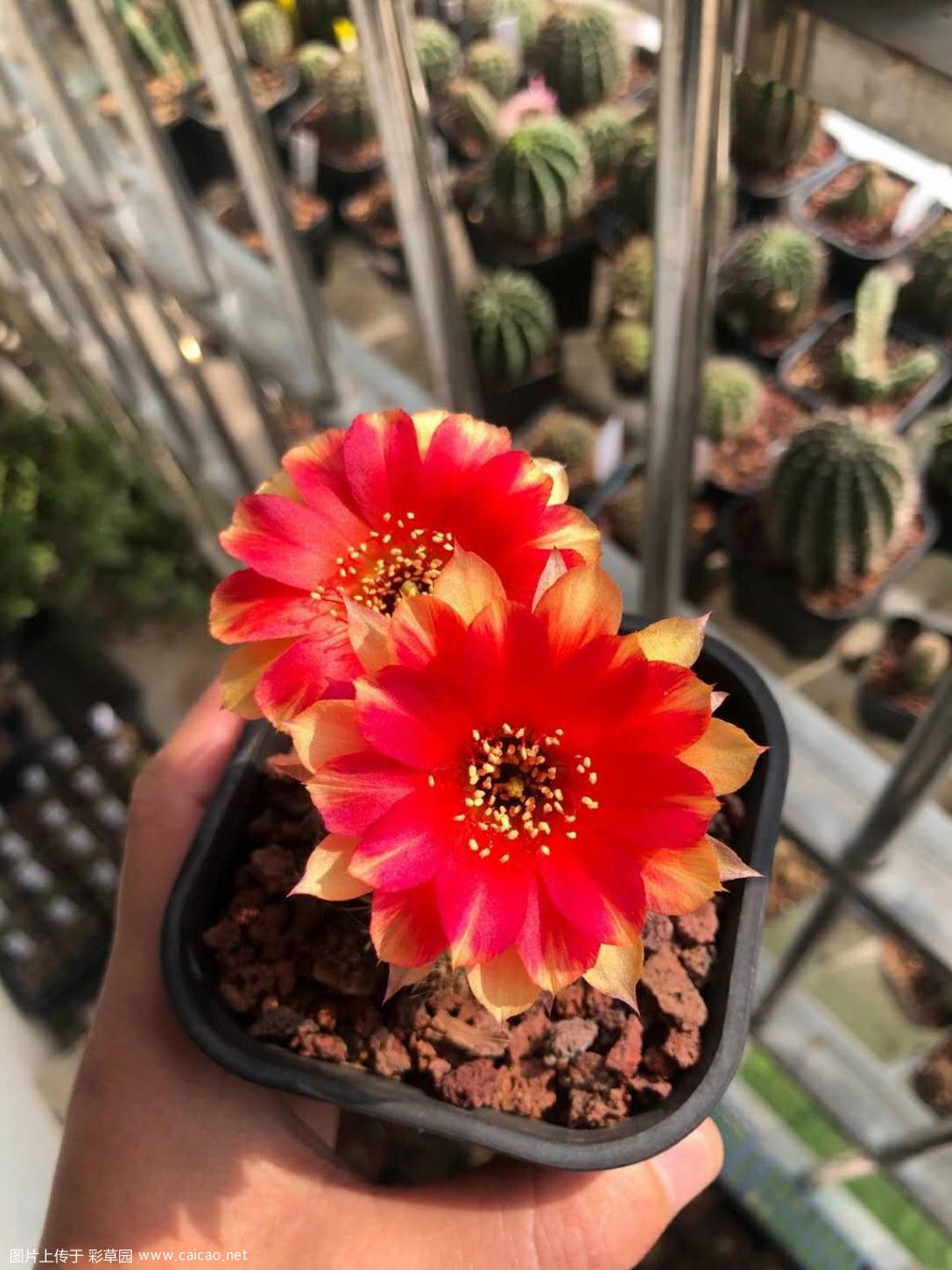 草蜢的丽花