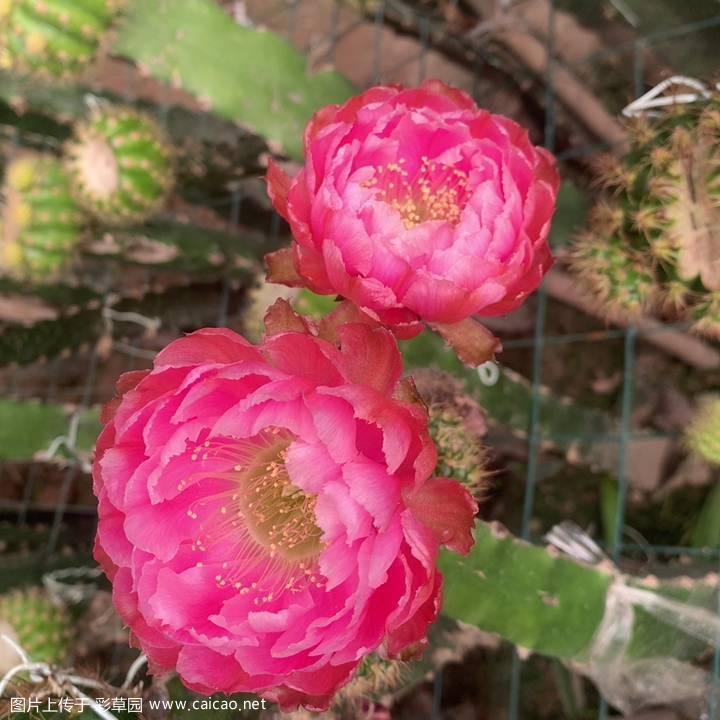 请问这两款丽花好发根么