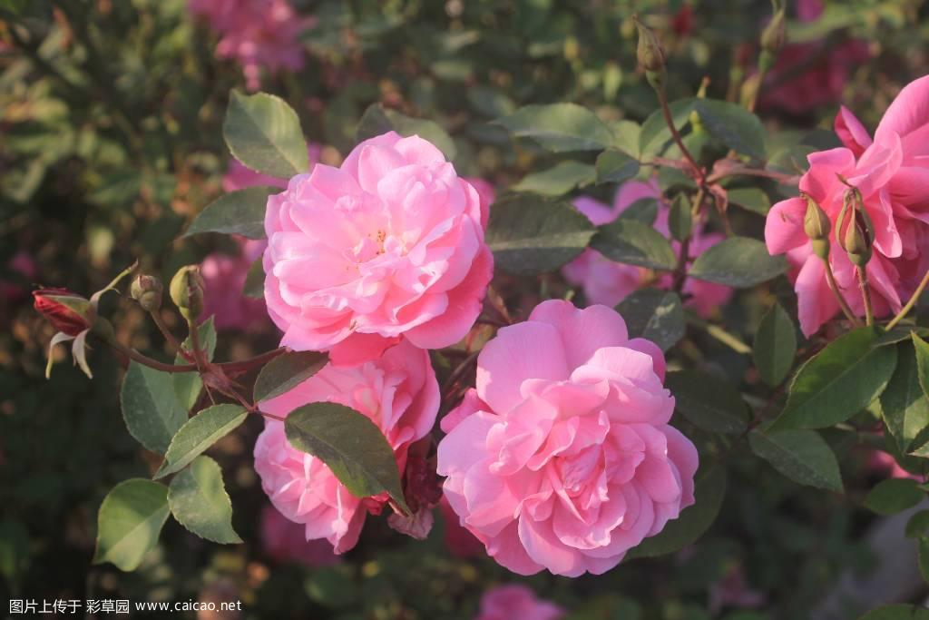 月季花开时