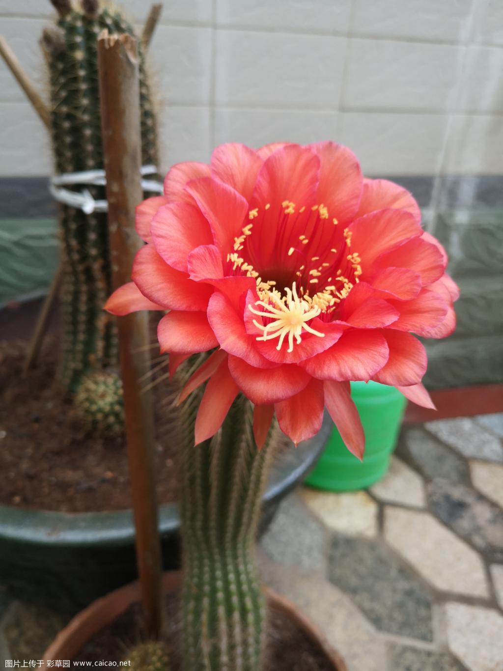 毛花柱未知品种