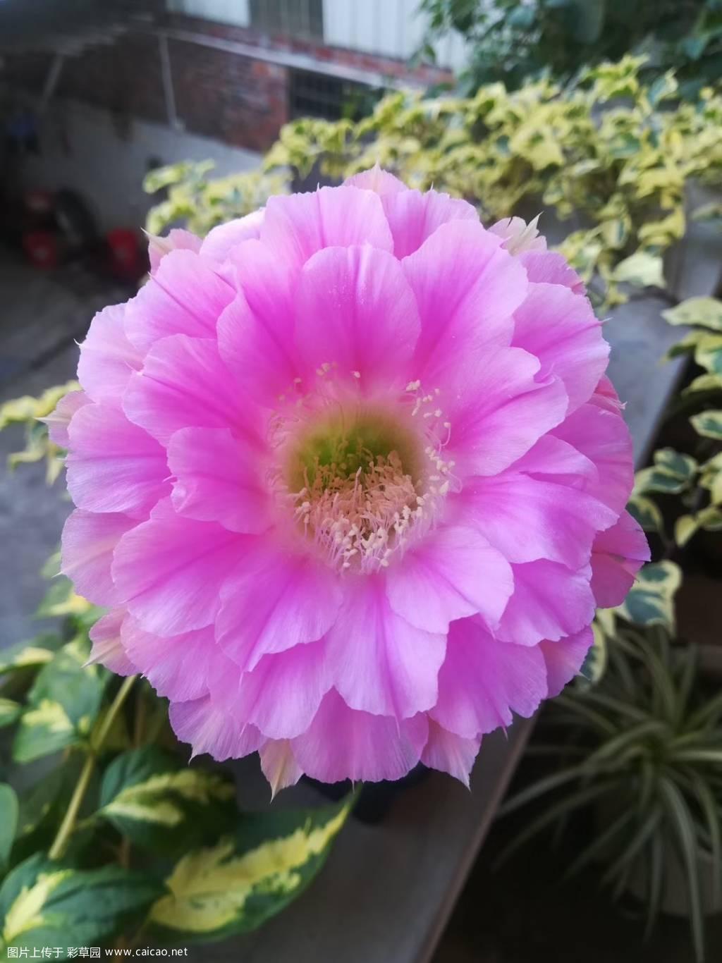 这才是最标准的魅力