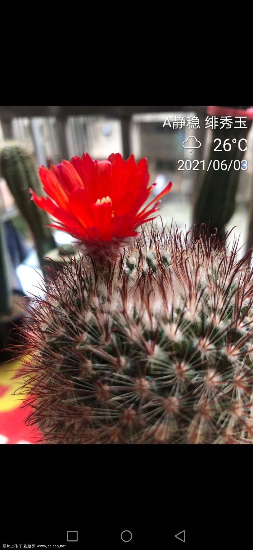 橙意满满，红红火火。