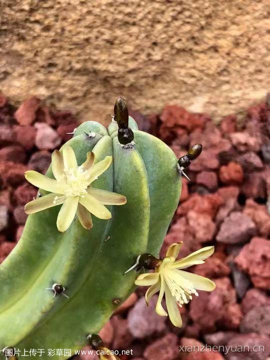 龙神木开花