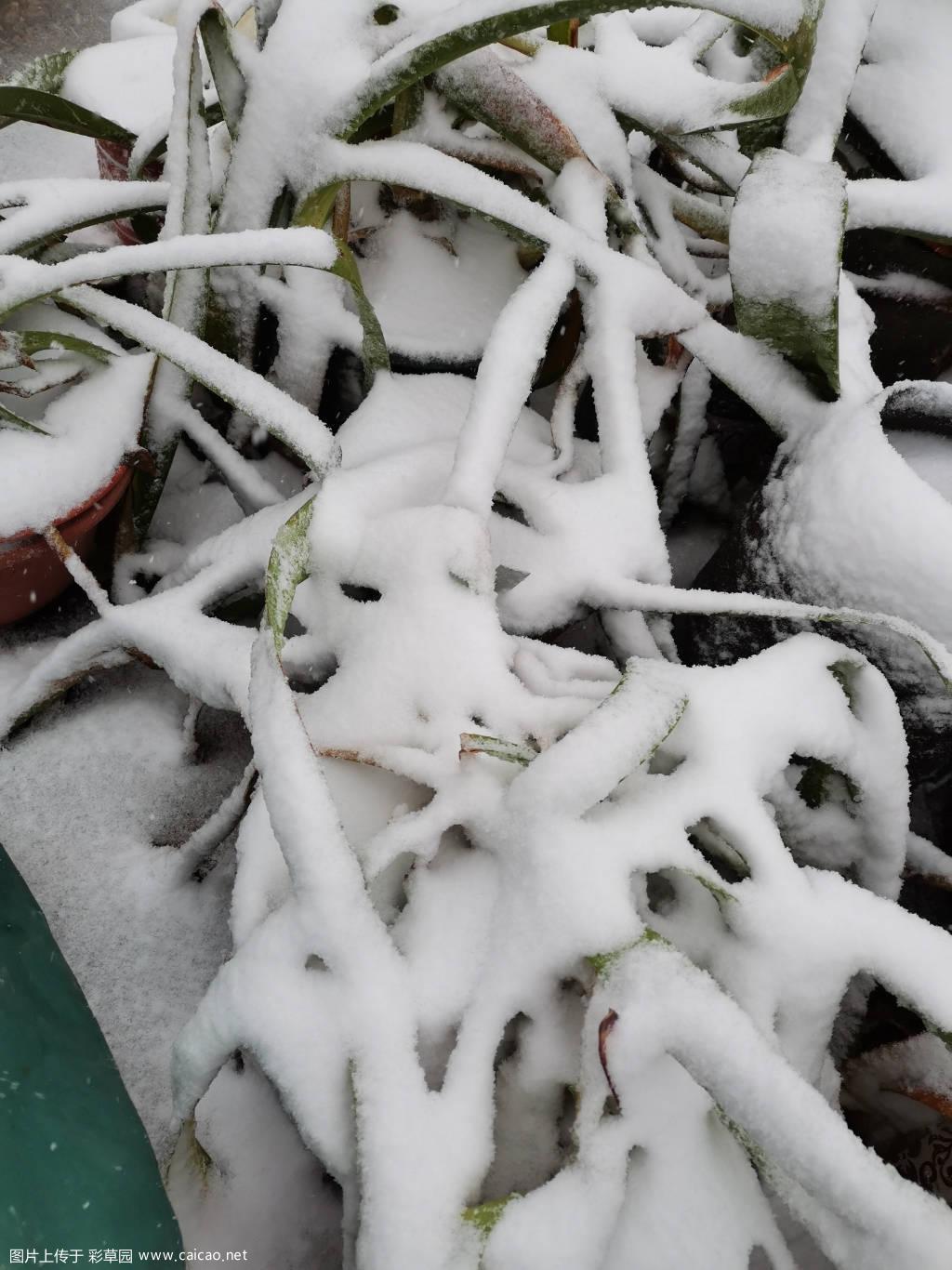 大雪来的太突然，抢救朱顶红，冻感冒了