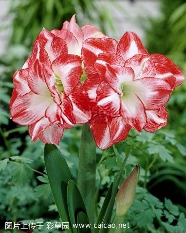 火焰孔雀（Flaming Peacock）