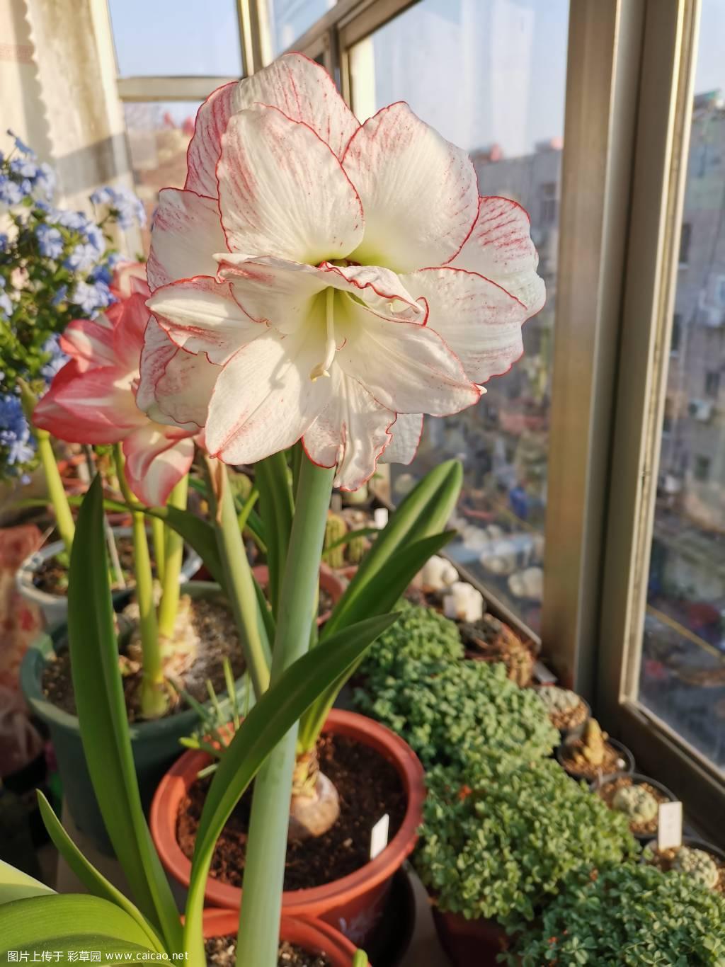 火焰孔雀开的有点失望