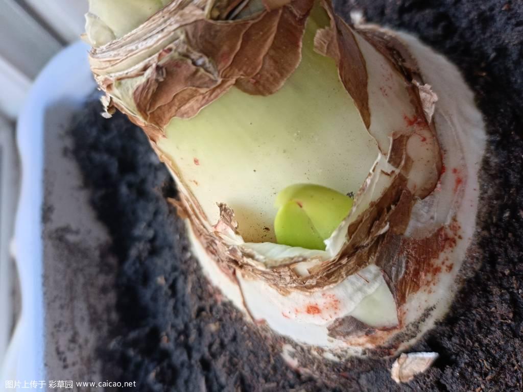 黛丝——花苞还是芽孢？