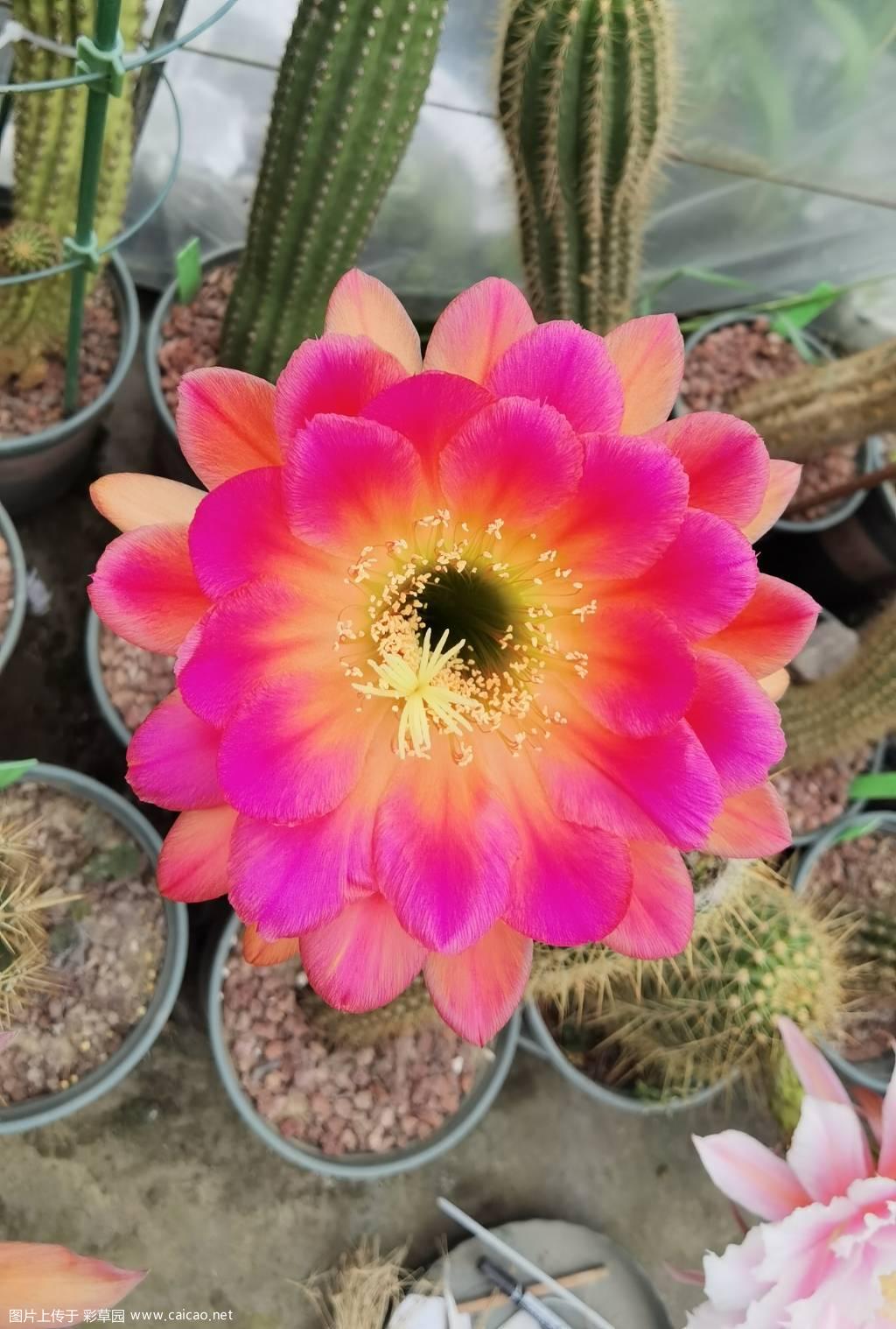 毛花第二波