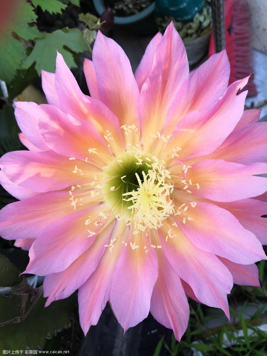 毛花柱飞碟