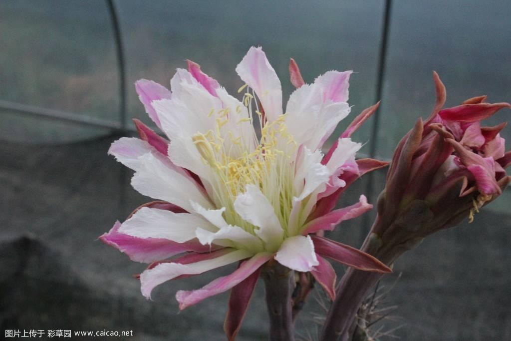 绀色柱（Cereus aethiops）开花