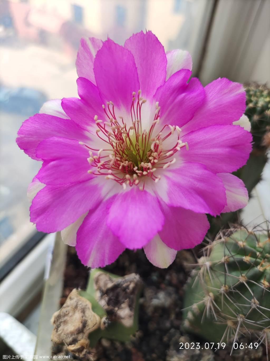 丽花 红佛女