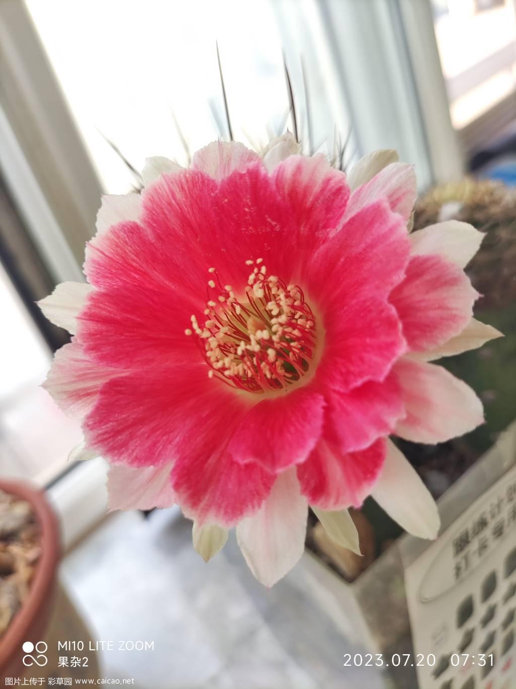 丽花 美颜等
