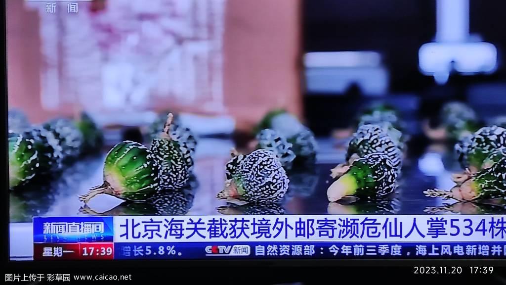 海关查货濒危仙人球。星兜？