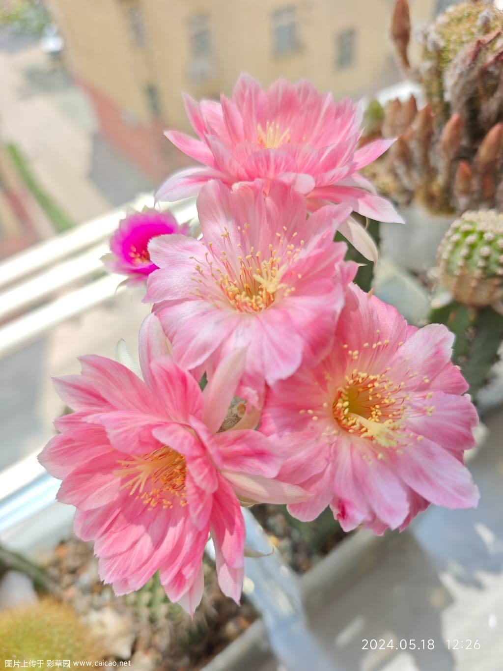 丽花血线