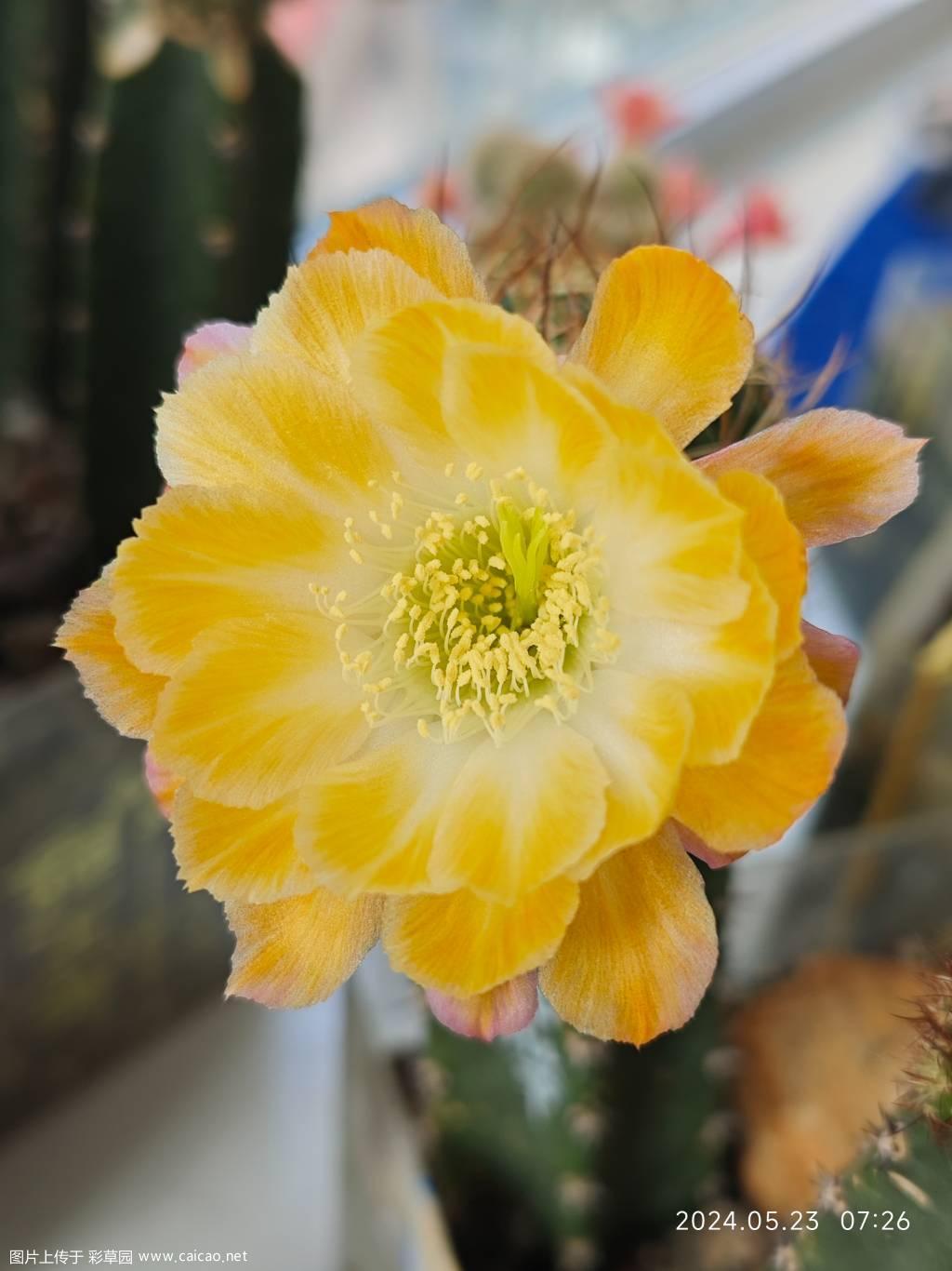 丽花：中秋节