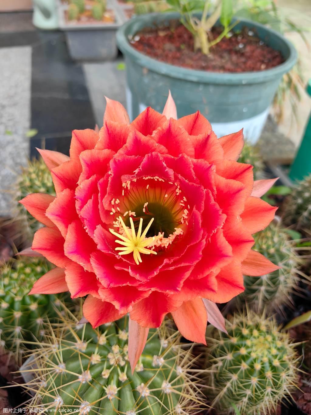 火焰魔术*荣耀自花