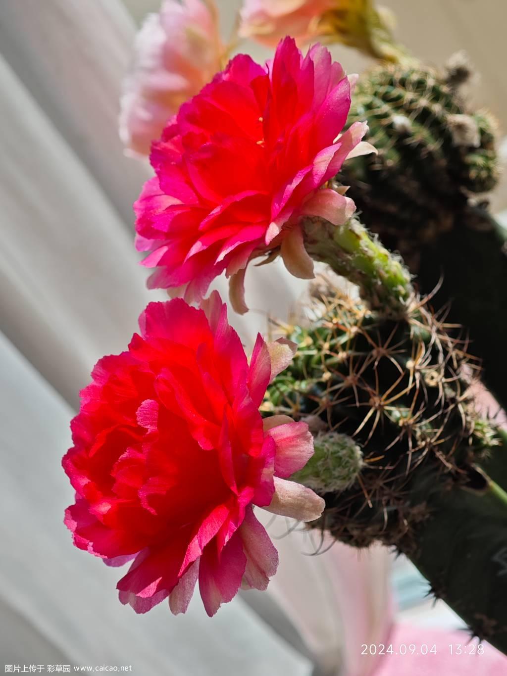 丽花：血滴子
