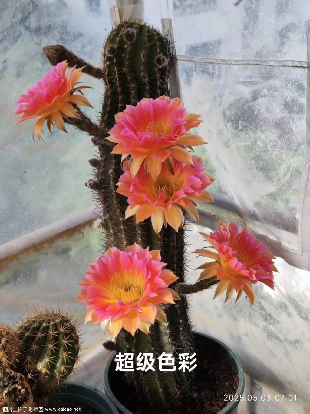 超级色彩