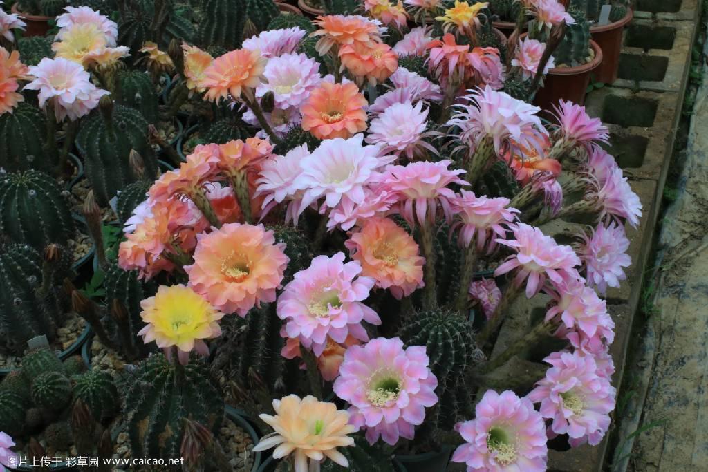 彩草的季节