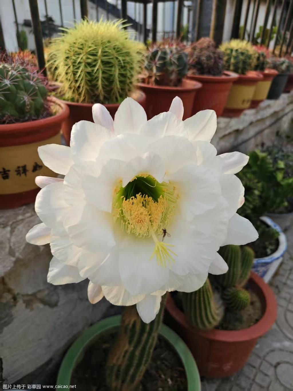 金鹫龙之花