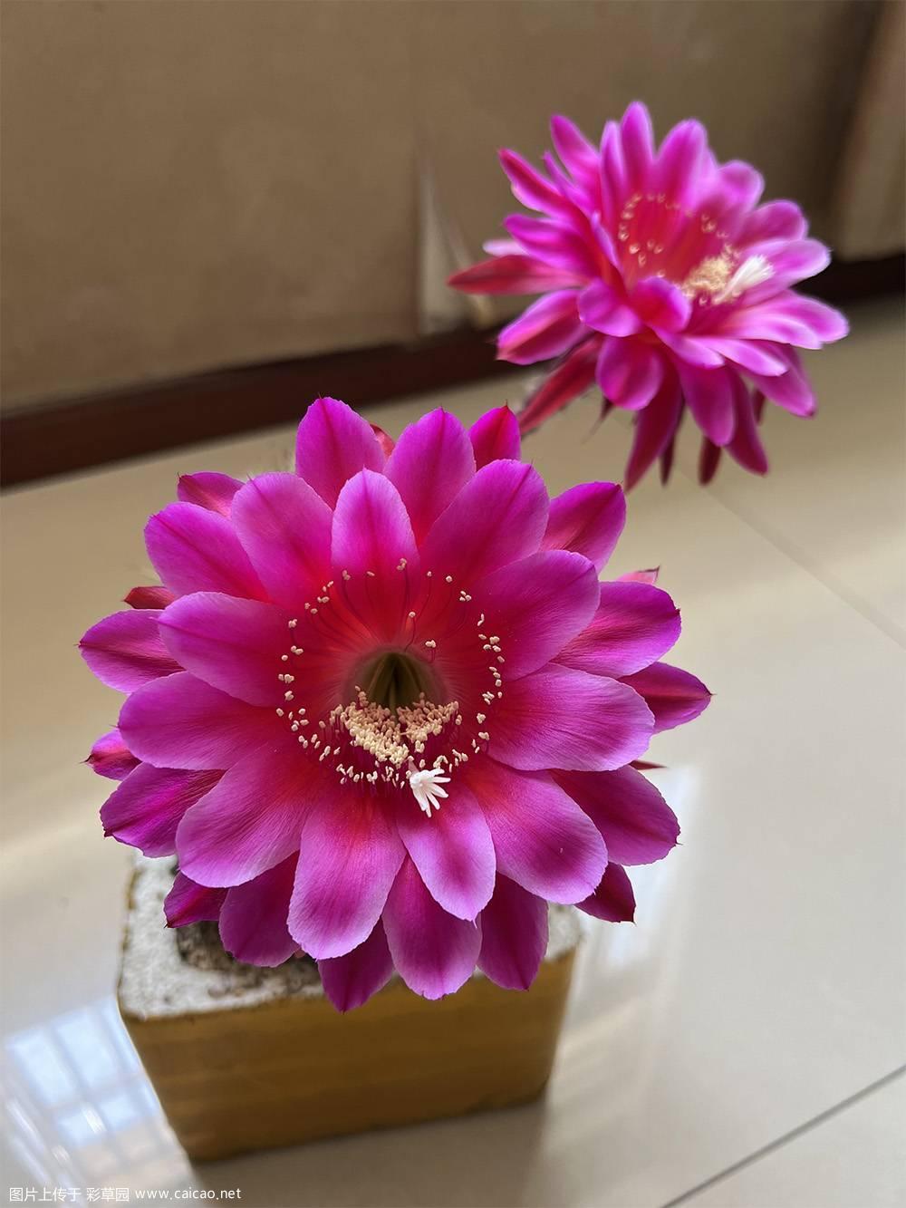 比较喜欢的一个席克氏Echinopsis Samadhi（三昧）