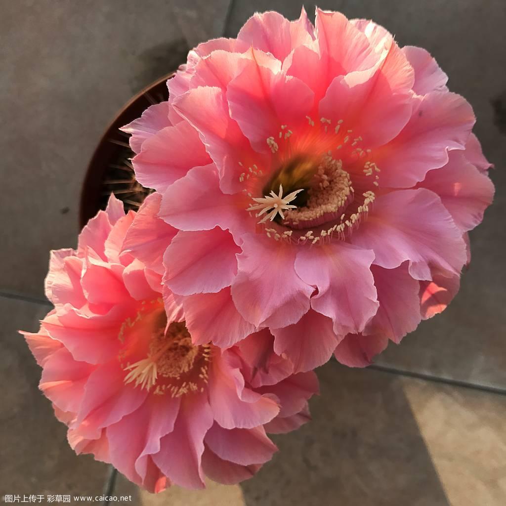 南方淑女Echinopsis ‘Southern Belle’ 