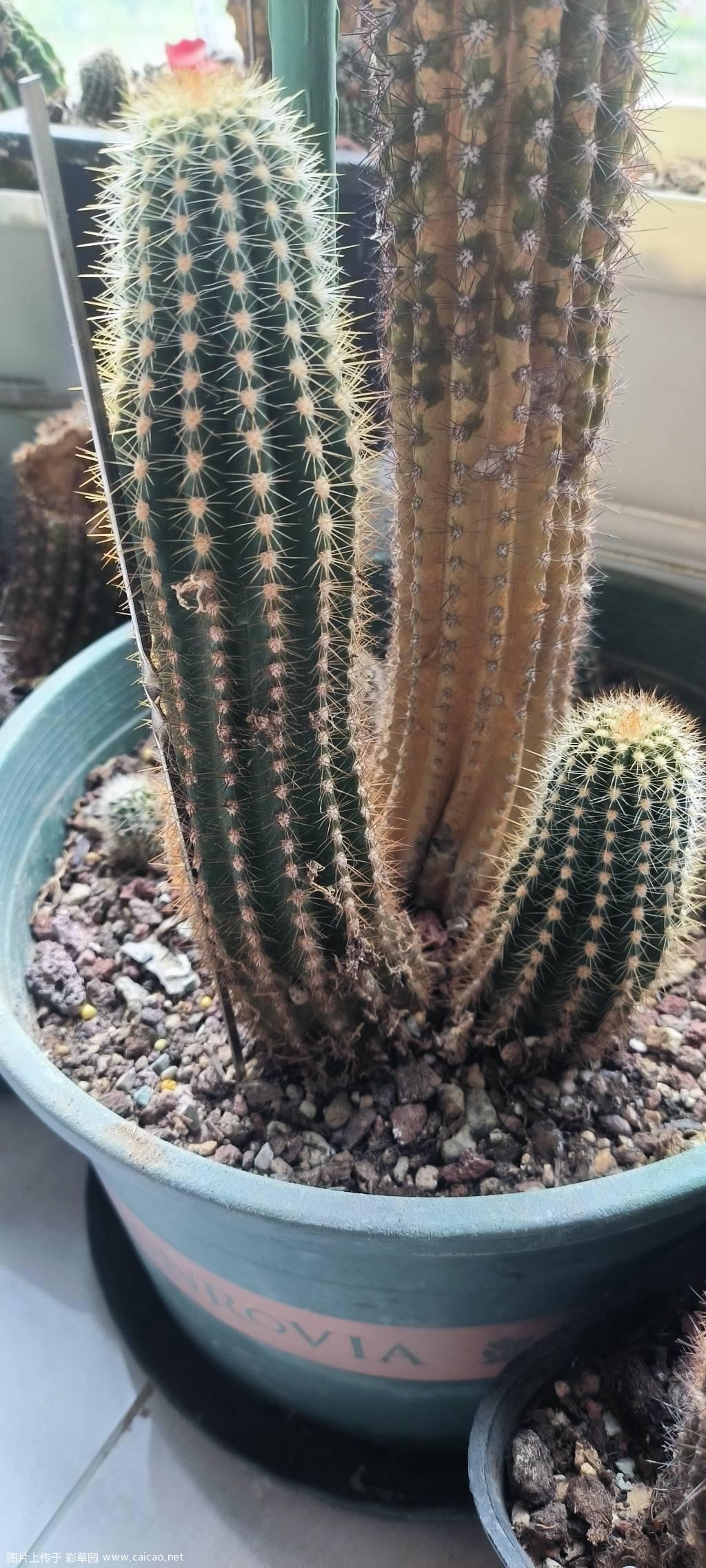 出毛花柱侧芽