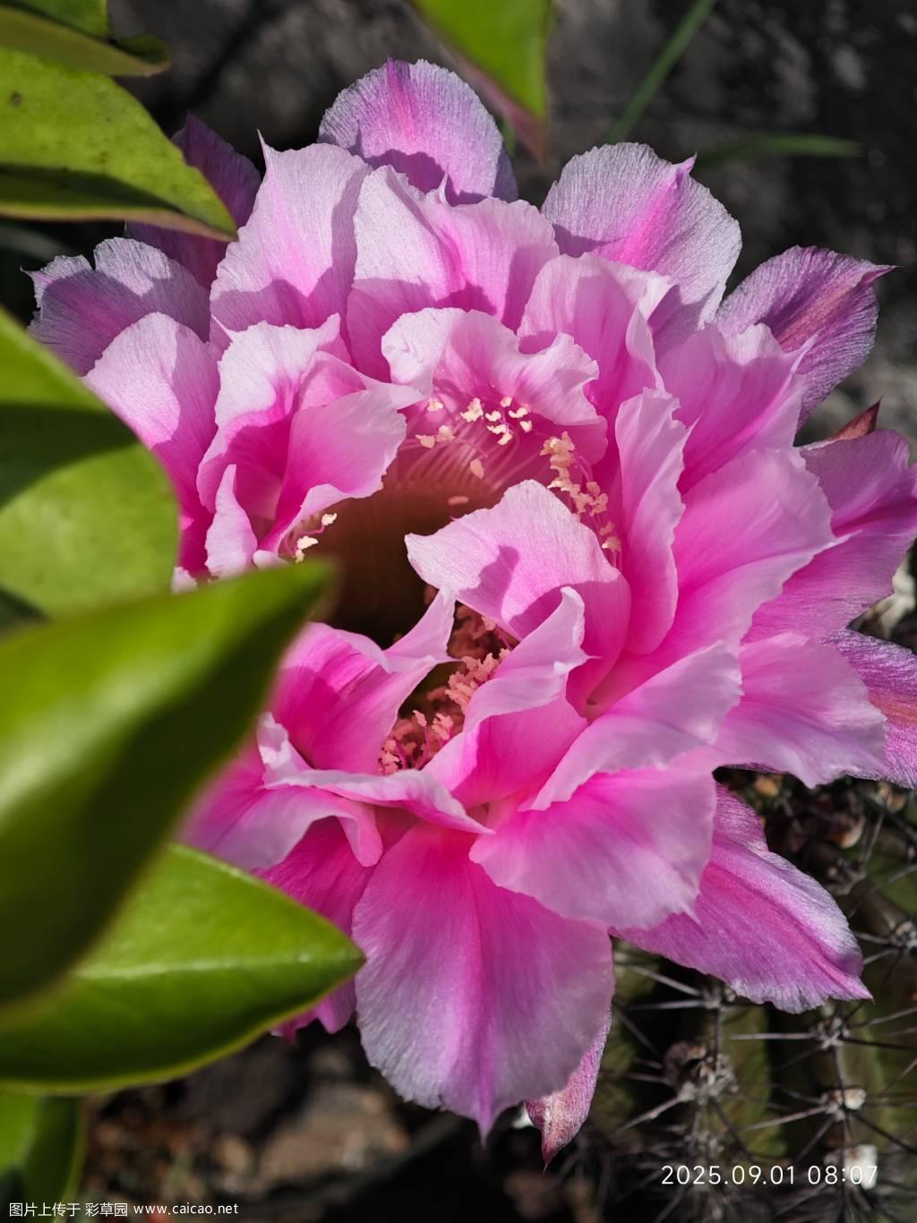 烟花